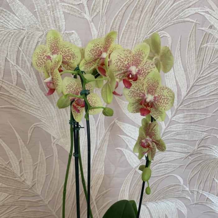 Orquídea natural plantada